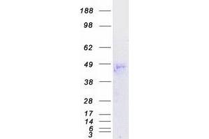 Validation with Western Blot (TAS2R38 Protein (Myc-DYKDDDDK Tag))