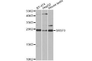 Western blot analysis of extracts of various cell lines, using SRSF9 antibody (ABIN6293561) at 1:1000 dilution.