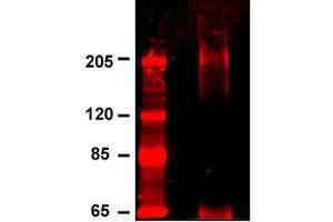 Cav1 2(S57-46) IP from INS-1E cells stained with anti-Cav1. (CACNA1C antibody  (AA 1507-1733))