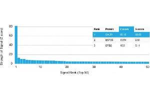 Analysis of Protein Array containing more than 19,000 full-length human proteins using Calbindin Mouse Monoclonal Antibody (CALB1/2364) Z- and S- Score: The Z-score represents the strength of a signal that a monoclonal antibody (Monoclonal Antibody) (in combination with a fluorescently-tagged anti-IgG secondary antibody) produces when binding to a particular protein on the HuProtTM array. (CALB1 antibody  (AA 7-96))