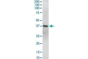 GNAQ monoclonal antibody (M04), clone 3B9. (GNAQ antibody  (AA 101-200))