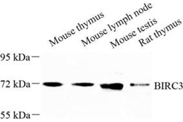 BIRC3 antibody