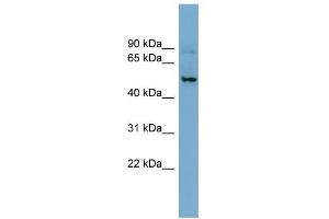 WB Suggested Anti-SLC1A1 Antibody Titration:  0. (SLC1A1 antibody  (N-Term))