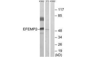 Western blot analysis of extracts from K562 cells and 3T3 cells, using EFEMP2 antibody. (FBLN4 antibody)