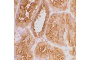 Immunohistochemical staining of human kidney tissue using AP30007PU-N ACE2 antibody at 2 μg/ml.