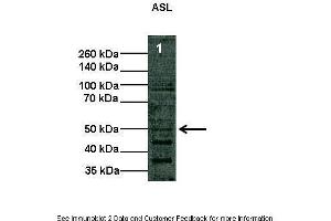 Lanes:   Lane1: 10 ug COS-7 cell lysate  Primary Antibody Dilution:   1:1000  Secondary Antibody:   Anti-rabbit HRP  Secondary Antibody Dilution:   1:2000  Gene Name:   ASL  Submitted by:   Shawn Elms. (ASL antibody  (Middle Region))