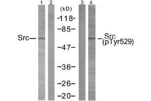 Western blot analysis of extracts from 293 cells using Src (Ab-529) antibody (E021168, Lane1 and 2) and Src (phospho-Tyr529) antibody (E011153, Lane 3 and 4). (Src antibody  (pTyr529))