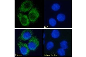 Immunofluorescence staining of fixed HepG2 cells with anti-A2A-Adenosine Receptor antibody Ig2838. (Recombinant Adenosine A2a Receptor antibody)