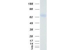 Western Blotting (WB) image for Coagulation Factor II (thrombin) (F2) protein (Myc-DYKDDDDK Tag) (ABIN2729821)