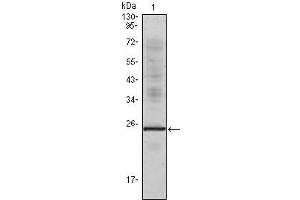 Western Blot showing IL1a antibody used against truncated IL1a recombinant protein. (IL1A antibody)