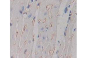 IHC-P analysis of Mouse Tissue, with DAB staining. (TNFRSF10B antibody  (AA 233-367))