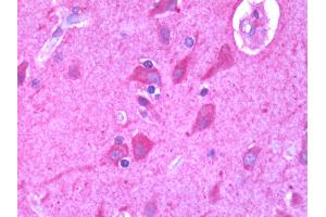 Human Brain, Cortex: Formalin-Fixed, Paraffin-Embedded (FFPE) (EDG4 antibody  (Cytoplasmic Domain))