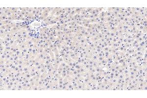 Detection of GRN in Rat Liver Tissue using Polyclonal Antibody to Granulin (GRN) (Granulin antibody  (AA 44-255))
