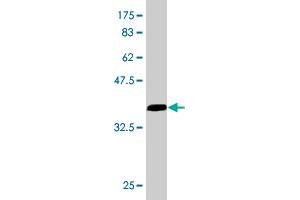 Western Blotting (WB) image for anti-Eukaryotic Translation Initiation Factor 4 Gamma, 1 (EIF4G1) (AA 1500-1599) antibody (ABIN515212)