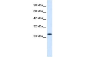 Western Blotting (WB) image for anti-Charged Multivesicular Body Protein 3 (CHMP3) antibody (ABIN2460955) (CHMP3 antibody)