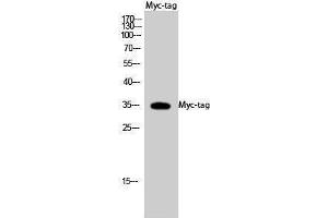 Western Blotting (WB) image for anti-Myc Tag antibody (ABIN3172815) (Myc Tag antibody)