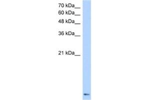 Western Blotting (WB) image for anti-Zinc Finger Protein 706 (ZNF706) antibody (ABIN2460627) (ZNF706 antibody)