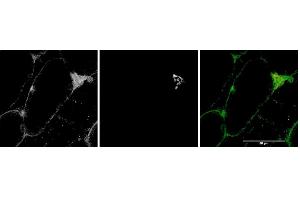 ABIN2564005 (1µg/ml) staining of Mouse Skeletal Muscle (first panel, and in green in third panel). (MYO5A antibody  (Internal Region))