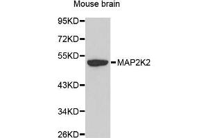Western Blotting (WB) image for anti-Mitogen-Activated Protein Kinase Kinase 2 (MAP2K2) (AA 1-100) antibody (ABIN6213728) (MEK2 antibody  (AA 1-100))