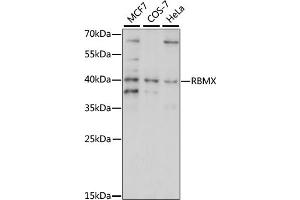 Western blot analysis of extracts of various cell lines, using RBMX/hnRNP G antibody (ABIN7270092) at 1:1000 dilution. (RBMX antibody  (AA 1-95))
