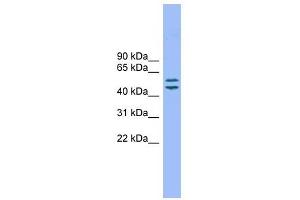 TM7SF2 antibody used at 1 ug/ml to detect target protein. (TM7SF2 antibody  (N-Term))