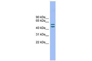 TM7SF2 antibody used at 1 ug/ml to detect target protein.