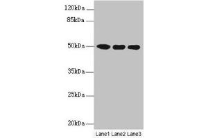 Western blot All lanes: MOCS3 antibody at 4. (MOCS3 antibody  (AA 271-460))