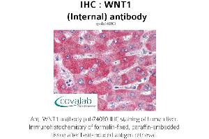 Image no. 1 for anti-Wingless-Type MMTV Integration Site Family, Member 1 (WNT1) (Internal Region) antibody (ABIN1740815) (WNT1 antibody  (Internal Region))