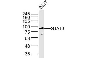 293T Cell lysates; probed with STAT3 (3F5) Monoclonal Antibody, unconjugated (bsm-33218M) at 1:300 overnight at 4°C followed by a conjugated secondary antibody for 60 minutes at 37°C. (STAT3 antibody)