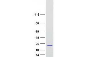 Validation with Western Blot (RHEB Protein (Myc-DYKDDDDK Tag))