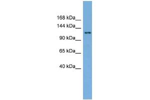 WB Suggested Anti-SEC23IP  Antibody Titration: 0. (SEC23IP antibody  (N-Term))