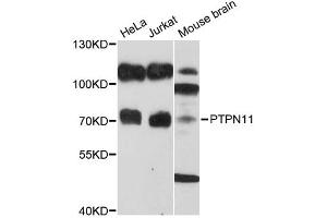 Western blot analysis of extracts of various cell lines, using PTPN11 antibody (ABIN5971477) at 1/1000 dilution. (PTPN11 antibody)
