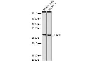 Western blot analysis of extracts of various cell lines, using Lin28 antibody (ABIN7268266) at 1:500 dilution. (LIN28A antibody)