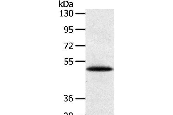 SMOC2 antibody