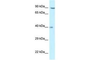 Image no. 1 for anti-Replication Factor C (Activator 1) 2, 40kDa (RFC2) (AA 27-76) antibody (ABIN6747337) (RFC2 antibody  (AA 27-76))