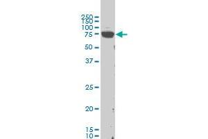 LIMK1 monoclonal antibody (M02), clone 1B2 Western Blot analysis of LIMK1 expression in Hela S3 NE . (LIM Domain Kinase 1 antibody  (AA 548-647))