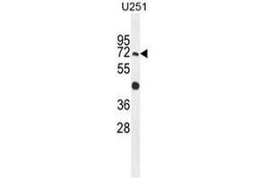 GPAA1 Antibody (N-term) western blot analysis in U251 cell line lysates (35µg/lane).