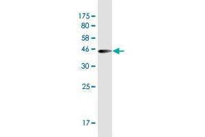 Western Blot detection against Immunogen (37. (LONRF1 antibody  (AA 1-110))