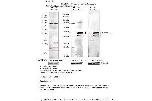 Sample Type: 1. (RAB11A antibody  (C-Term))