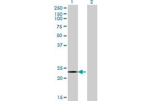 CITED4 antibody  (AA 131-184)