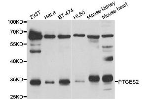 Western blot analysis of extracts of various cell lines, using PTGES2 antibody. (PTGES2 antibody)