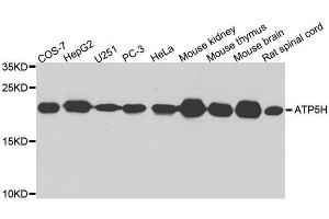 Western blot analysis of extracts of various cell lines, using ATP5H antibody. (ATP5H antibody  (AA 1-161))