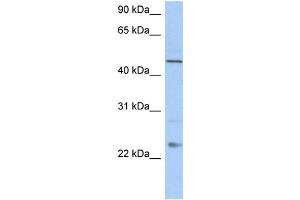 WB Suggested Anti-TMCO1 Antibody Titration:  0. (TMCO1 antibody  (C-Term))