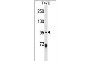 ANKS6 Antibody (Center) (ABIN657894 and ABIN2846846) western blot analysis in T47D cell line lysates (35 μg/lane). (ANKS6 antibody  (AA 505-534))
