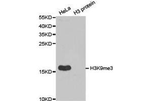 Western blot analysis of extracts of HeLa cell line and H3 protein expressed in E. (Histone 3 antibody  (H3K9me3))