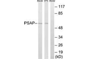 Western blot analysis of extracts from NIH-3T3/RAW264. (Prosaposin antibody  (AA 307-356))