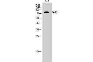 Western Blotting (WB) image for anti-P21 Protein (Cdc42/Rac)-Activated Kinase 7 (PAK7) (C-Term) antibody (ABIN3186316) (PAK7 antibody  (C-Term))