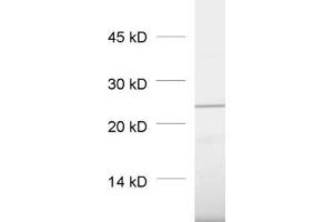 dilution: 1 : 1000, sample: pancreas homogenate (RAB3D antibody  (AA 3-16, AA 193-210))