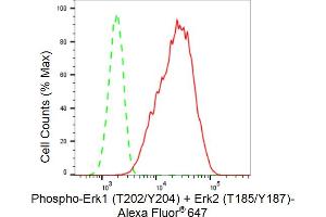 Flow cytometric analysis of Phospho-Erk1 (T202/Y204) + Erk2 (T185/Y187) expression in C2C12 cells using Phospho-Erk1 (T202/Y204) + Erk2 (T185/Y187) antibody (ABIN7799452), 1:(ABIN7798691).