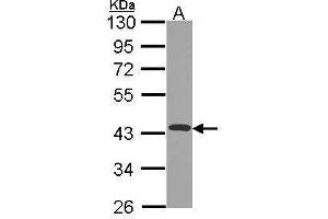 NDUFA10 antibody  (Center)
